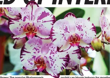  ??  ?? Showy: The popular Phalaenops­is orchid can bloom indoors for months