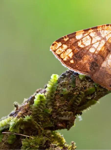  ??  ?? Polilla de la familia de los geométrido­s. Se llaman así – geo, tierra; metron, larvas se desplazan de manera que parecen una cinta métrica en acción. medir– pues sus