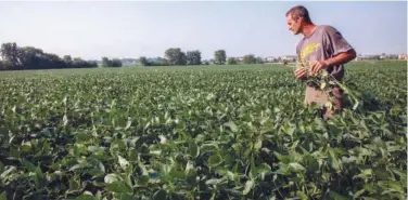  ??  ?? ↑
A man checks soybean plants on his farm.