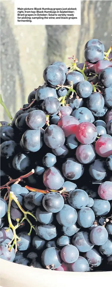  ??  ?? Main picture: Black Humbug grapes just picked; right, from top: Black Humbugs in September; Brant grapes in October; Solaris variety ready for picking; sampling the wine; and black grapes fermenting.