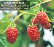  ??  ?? Raspberrie­s that have fruited can be cut out ready for next year