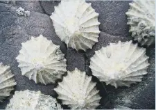  ??  ?? Limpets have a strong, rounded foot which acts as an effective suction pad.