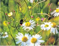  ??  ?? Wild flowers attract bees and other insects