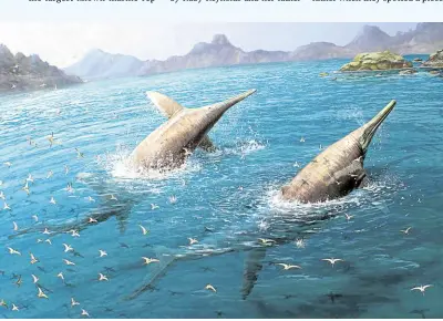  ?? ?? IN TIME OF DINOSAURS A pair of giant Ichthyotit­an severnensi­s, a newly identified species of marine reptile that lived 202 million years ago based on fossils discovered at Somerset, England, swim in this illustrati­on.