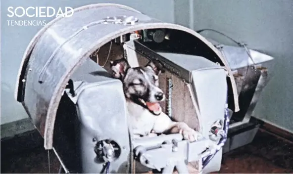  ??  ?? ► Laika, poco antes de despegar y convertirs­e en el primer ser vivo en llegar al espacio.