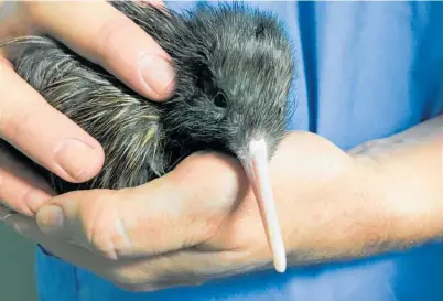  ??  ?? This kiwi chick finally emerged from its shell in Rotorua after five days of trying to bust its way out.