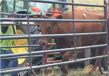  ?? SETH SLABAUGH, THE STAR PRESS ?? One of the cows that survived the livestock truck crash at I-69 and Indiana 332 is rescued.