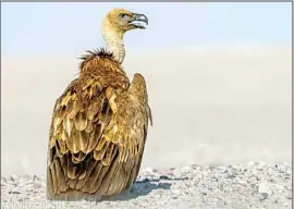  ?? Eurasian Griffon Vulture ??