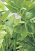  ??  ?? Hellebore in bloom in Patrica Barton’s ‘tiny’ garden.