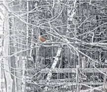  ??  ?? Regardless of what the experts say, a robin sighting in the winter is always exciting. Donna Schnare was happy to see this plump little fella in her yard near Aylesford, N.S., earlier this month.