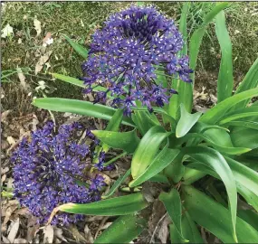  ?? (Special to the Democrat-Gazette) (Special to the Democrat-Gazette) ?? Peruvian squill (Scilla peruviana), also called Portugese squill, is a Mediterran­ean plant. The upper branches of this cold-damaged red maple tree are taking their time leafing out.