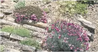  ?? DREAMSTIME ?? The vivid pink dianthus flowers were chosen as a more mainstream plant for the crevice garden.