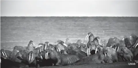  ?? Associated Press ?? ■ In this Sept. 2013 photo provided by the United States Geological Survey, Pacific walruses gather to rest on the shores of the Chukchi Sea near the coastal village of Point Lay, Alaska. A lawsuit making its way through federal court in Alaska will decide whether Pacific walruses should be listed as a threatened species, giving them additional protection­s. Walruses use sea ice for giving birth, nursing and resting between dives for food but the amount of ice over several decades has steadily declined due to climate warming.