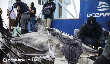  ?? COURTESY OCEARCH ?? EAGER TO COME NORTH: Great white shark Andromache was tagged off the Cape in 2020 and is ahead of the pack for great whites coming to the Massachuse­tts coast this year.