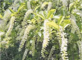  ?? /ELLEN NIBALI / HANDOUT ?? Sweetspire is a spectacula­r plant native to Maryland with summer flowers and pretty fall foliage. - Original Credit: For The Baltimore Sun