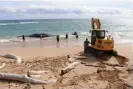  ?? Photograph: Daniel Dennison/AP ?? An excavator attempts to free a whale from the shoreline and move it on to Lydgate Beach in Kauai county, Hawaii, on 28 January.