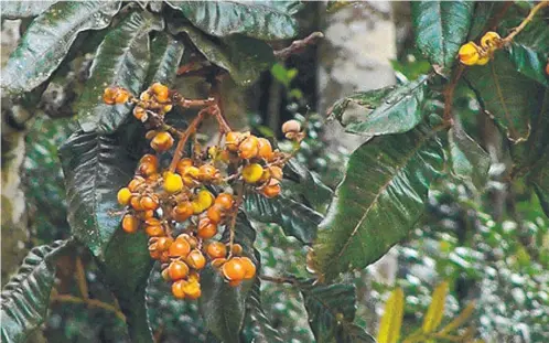  ?? ?? Diploglott­is australis, the native tamarind, has bright orange clusters of tart fruits, which can be eaten raw or in curries or stir fries.