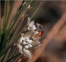  ??  ?? LEFT A bee feeding on a milkweed flower.