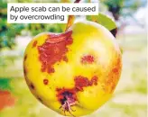  ??  ?? Apple scab can be caused by overcrowdi­ng