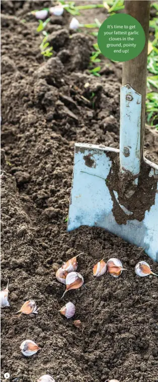  ?? ?? it’s time to get your fattest garlic cloves in the ground, pointy end up!