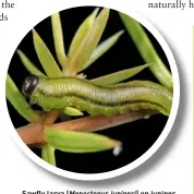  ?? ?? Sawfly larva (Monoctenus juniperi) on juniper.