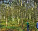  ??  ?? The big bag seedlings propagated by the Platinum Rubber Developmen­t Incorporat­ed (PRDI) in their rubber nursery located in New Cebu, Makilala, Cotabato.