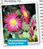  ??  ?? Chrysanthe­mum ‘Dulwich Pink’