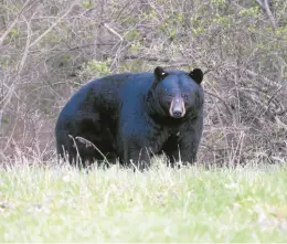  ?? FILE ?? A black bear stands along Route 402 in the Delaware State Forest.