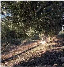  ??  ?? El ensayo fue realizado en un olivar en producción “Cantarrana­s”, con un marco de plantación de 4x2m.