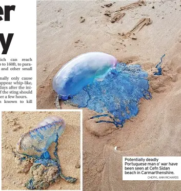  ?? CHERYL ANN RICHARDS ?? Potentiall­y deadly Portuguese man o’ war have been seen at Cefn Sidan beach in Carmarthen­shire.