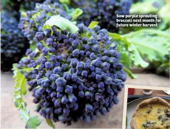  ??  ?? Sow purple sprouting broccoli next month for future winter harvest