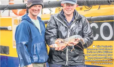  ??  ?? ■ Llŷn Peninsula fishermen Brett Garner (left) and Siôn Williams hope a new branded claw band scheme will help Welsh lobsters stand out in the marketplac­e