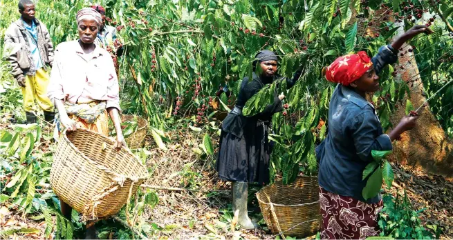  ??  ?? Está prevista a colheita de 5.840 toneladas de café robusta e arábica em várias províncias EDUARDO PEDRO | EDIÇÕES NOVEMBRO