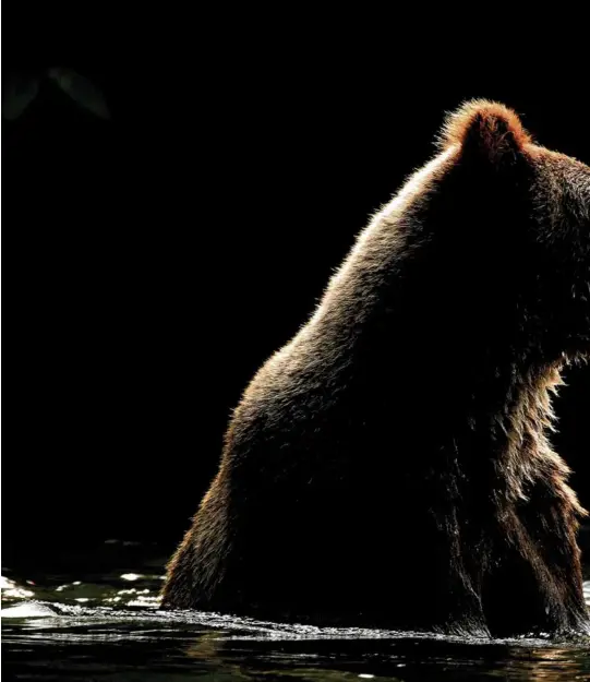  ??  ?? GRAND PRIZE WINNER Darren Colello
North Vancouver Wildlife biologist and educator, 45 Grizzly bear
Bella Coola, along the Atnarko River, B.C. 10 p.m., July 2019