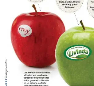  ??  ?? ENVY Esta variedad se caracteriz­a por su crujiente pulpa y por un aroma, textura y sabor afrutado con un toque tropical. Las manzanas Envy, Livinda y Evelina son una fuente saludable de placer, unas frutas gourmet cultivadas en un entorno perfecto para...