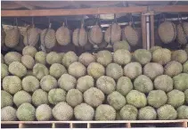  ??  ?? DURIAN GROWERS in Davao are expecting a bumper harvest this year.