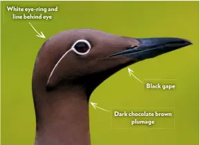  ??  ?? White eye-ring and line behind eye Black gape Dark chocolate brown plumage