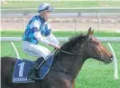  ?? Picture / Trish Dunell ?? Logan stable runner Not Usual Trip showed his class at Ruakaka on Saturday.