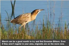  ?? ?? March can be a good month to try and find Eurasian Bittern. Even if they aren’t regular in your area, migrants are on the move now.