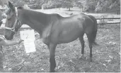  ?? COURTESY ?? One of the horses state authoritie­s seized last year from a Montville riding and boarding farm.