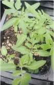  ?? DONNA BALZER ?? Young tomato seedlings are ready to transplant indoors when they have their first set of true leaves.