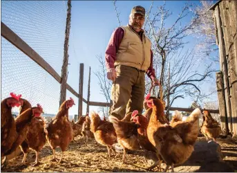  ?? NATHAN BURTON/Taos News ?? Farmer Carlos Arguello checks on his hens after collecting eggs Monday (Feb. 21) at his farm.