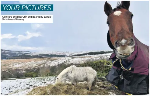  ??  ?? A picture entitled: Grin and Bear It by Sandie Nicholson of Honley