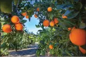  ?? GETTY IMAGES ?? Oranges and other citrus trees thrive in Southern California yards and orchards, and the crop ripens over the course of months, extending your enjoyment of the fruit.