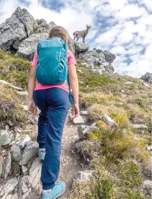  ??  ?? Chamois ou bouquetin ? La femelle du bouquetin (appelée étagne) peut être prise pour un chamois en raison de ses petites cornes. Elle ne lui ressemble pourtant pas.