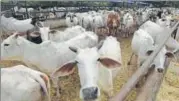  ?? RAJ K RAJ/HT FILE PHOTO ?? SDMC plans to use the cattle waste from three dairy farms and two cow shelters in Najafgarh for the plant.