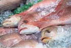  ?? MICHAEL REYNOLDS/EPA ?? The recreation­al angling community says red snapper is routinely undercount­ed.