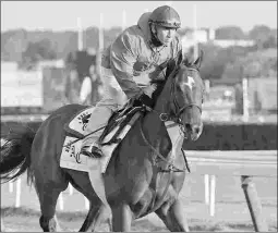  ?? EMILY SHIELDS ?? Moonshine Memories, shown training at Belmont in June, is possible for Sunday’s Grade 3 Rancho Bernardo at Del Mar.