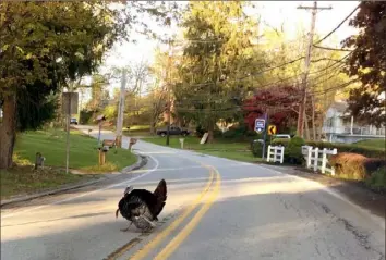  ?? Teresa F. Lindeman/Post-Gazette ?? A turkey doesn't have to contend with traffic while crossing West Sutter Road on May 6 in Ross.