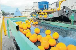  ?? Picture: Judy de Vega ?? SA’s citrus fruits, such as these being prepared for export, are well received by other markets as they are counter-seasonal to northern hemisphere producers.